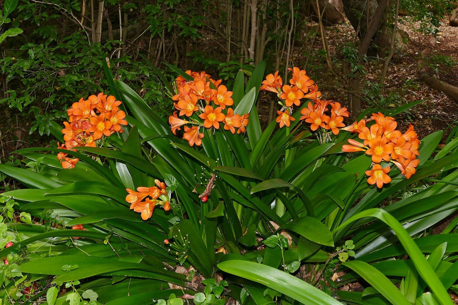 Touceira de clívia com folhas verde-escuras e cachos de flores laranja à sombra de árvores