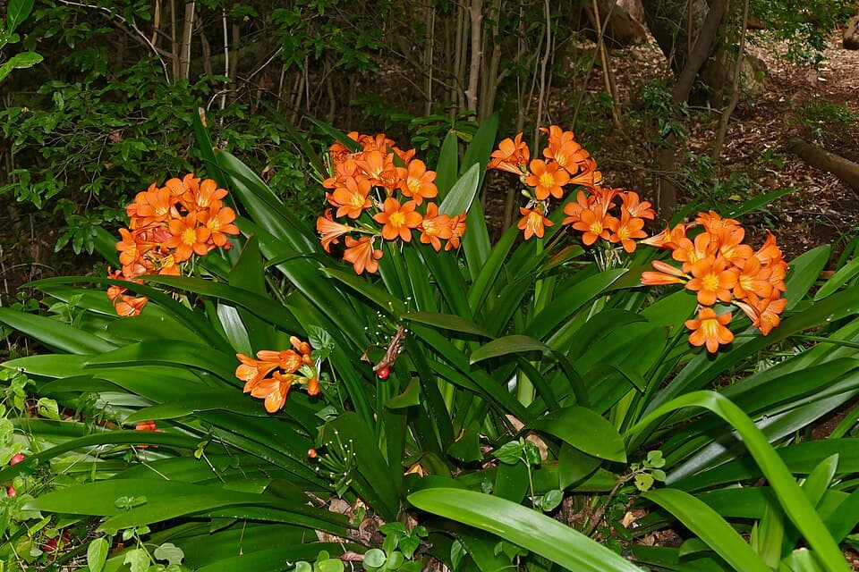 Clivia (Clivia miniata)