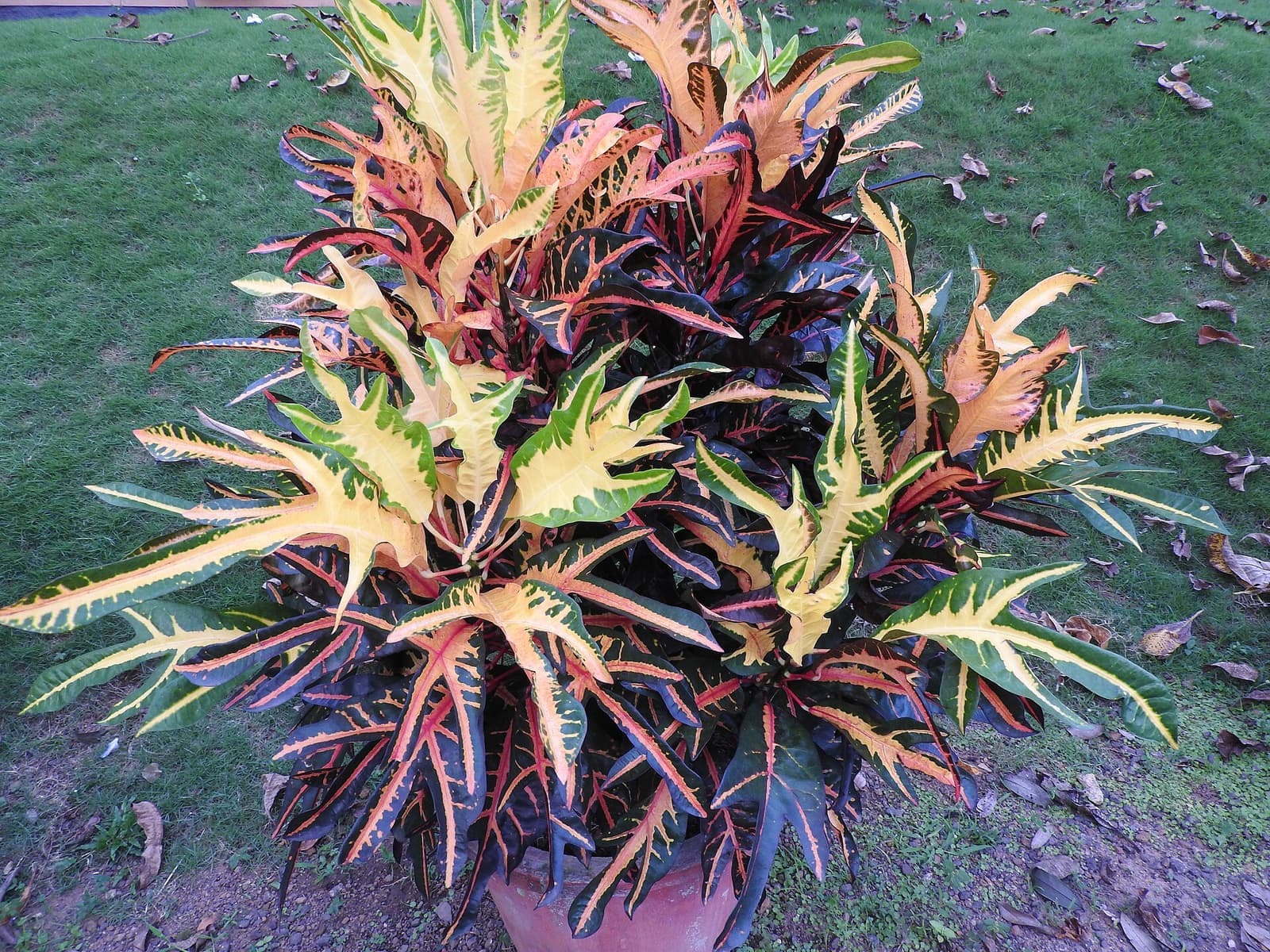 Cróton inteiro em vaso sobre a grama, folhas coloridas em amarelo, laranja, vermelho e verde-escuro
