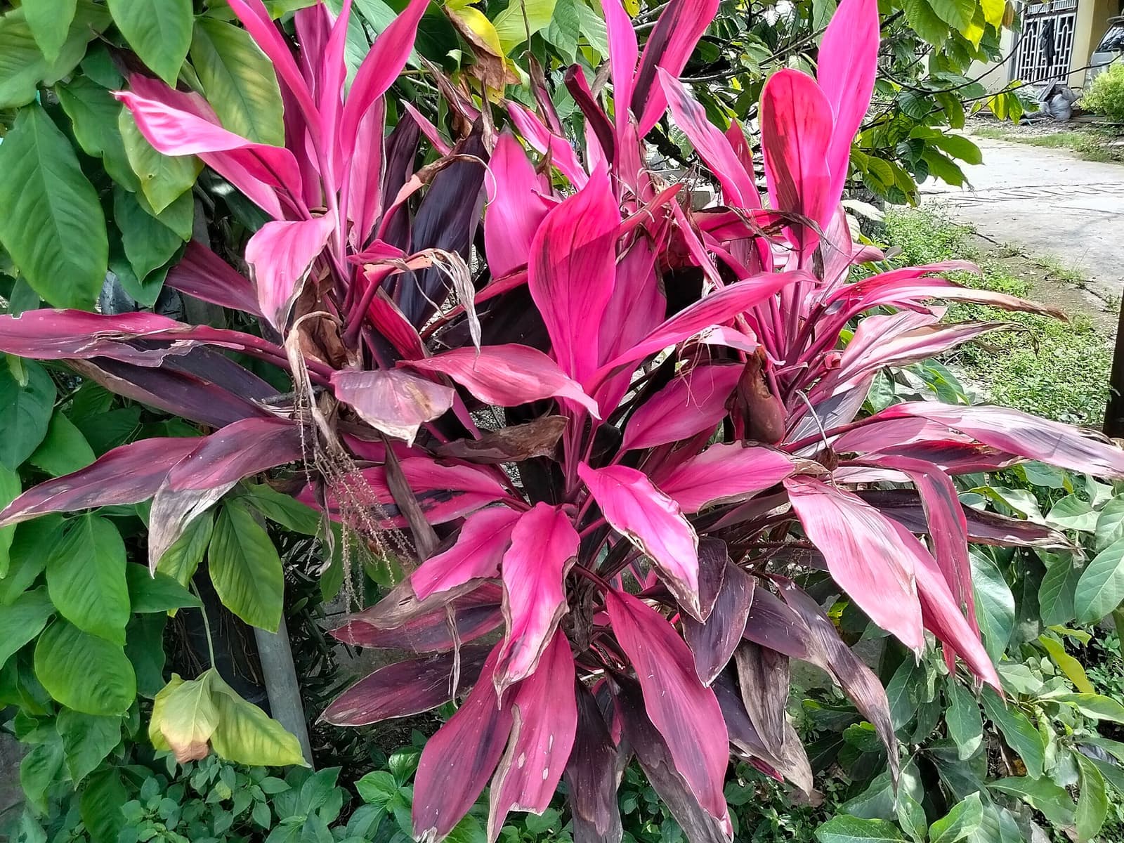 Dracena-vermelha no jardim, touceira de folhas longas vermelho-rosadas e vinho