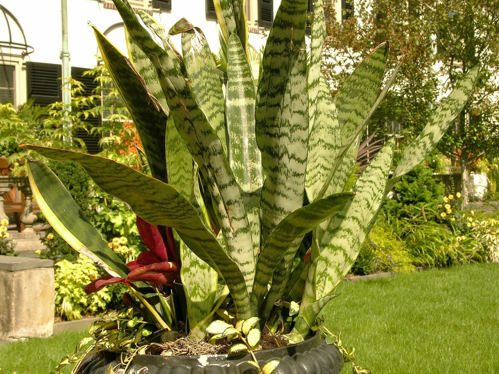 Espada-de-são-jorge em vaso no jardim, touceira de folhas eretas rajadas de verde-escuro e verde-claro