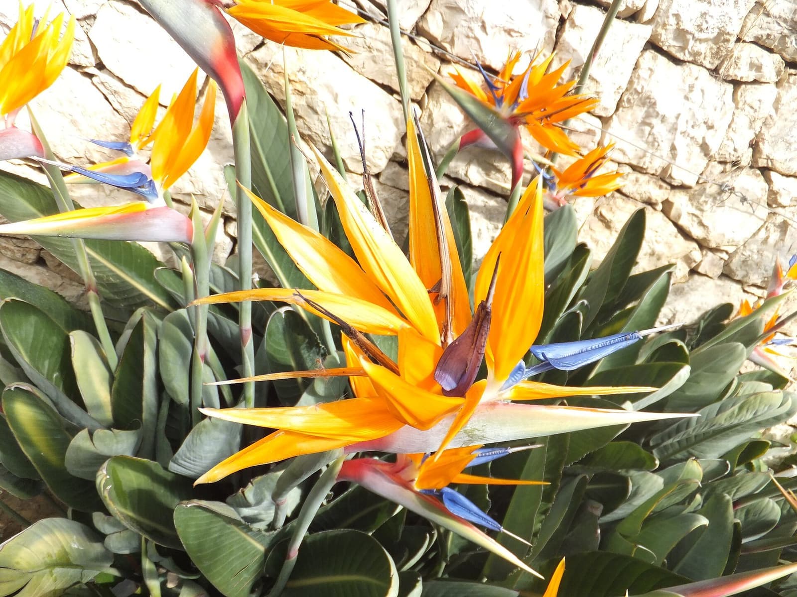 Estrelícia florida no jardim, várias flores laranja e azuis em forma de bico sobre folhas largas cinza-esverdeadas