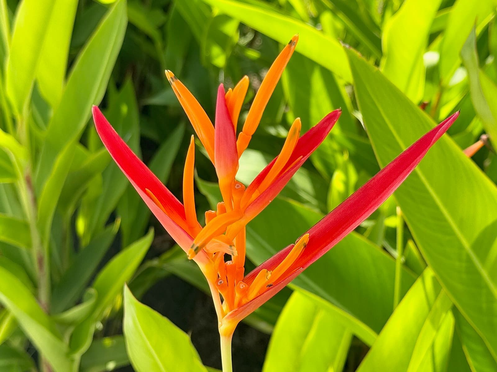 Helicônia-papagaio com inflorescência ereta vermelha e laranja diante de folhas verdes lanceoladas