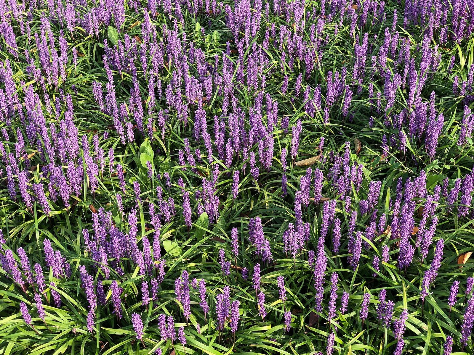 Canteiro de liríope florida, folhas verdes em fita e muitas espigas de flores lilases