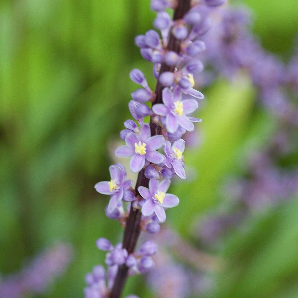 Liriope (Liriope muscari)