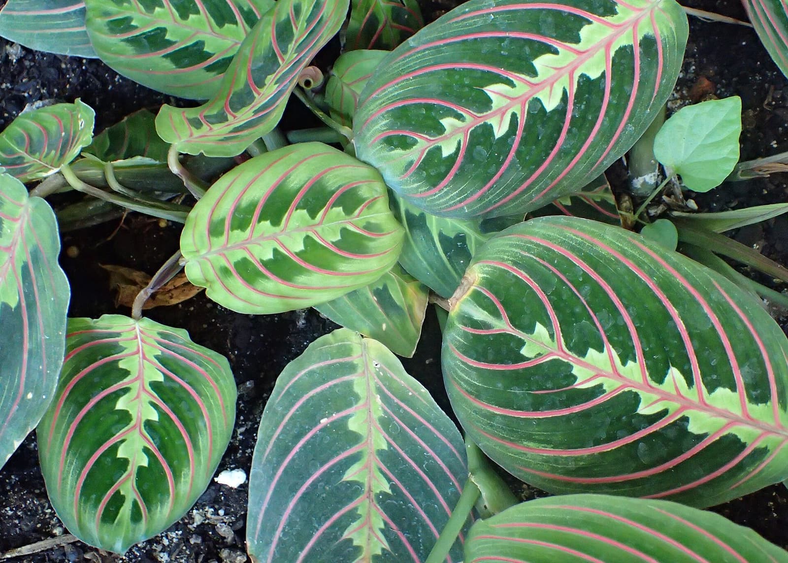 Maranta-tricolor vista de cima, folhas ovais verde-escuras com nervuras vermelhas e faixa central verde-clara