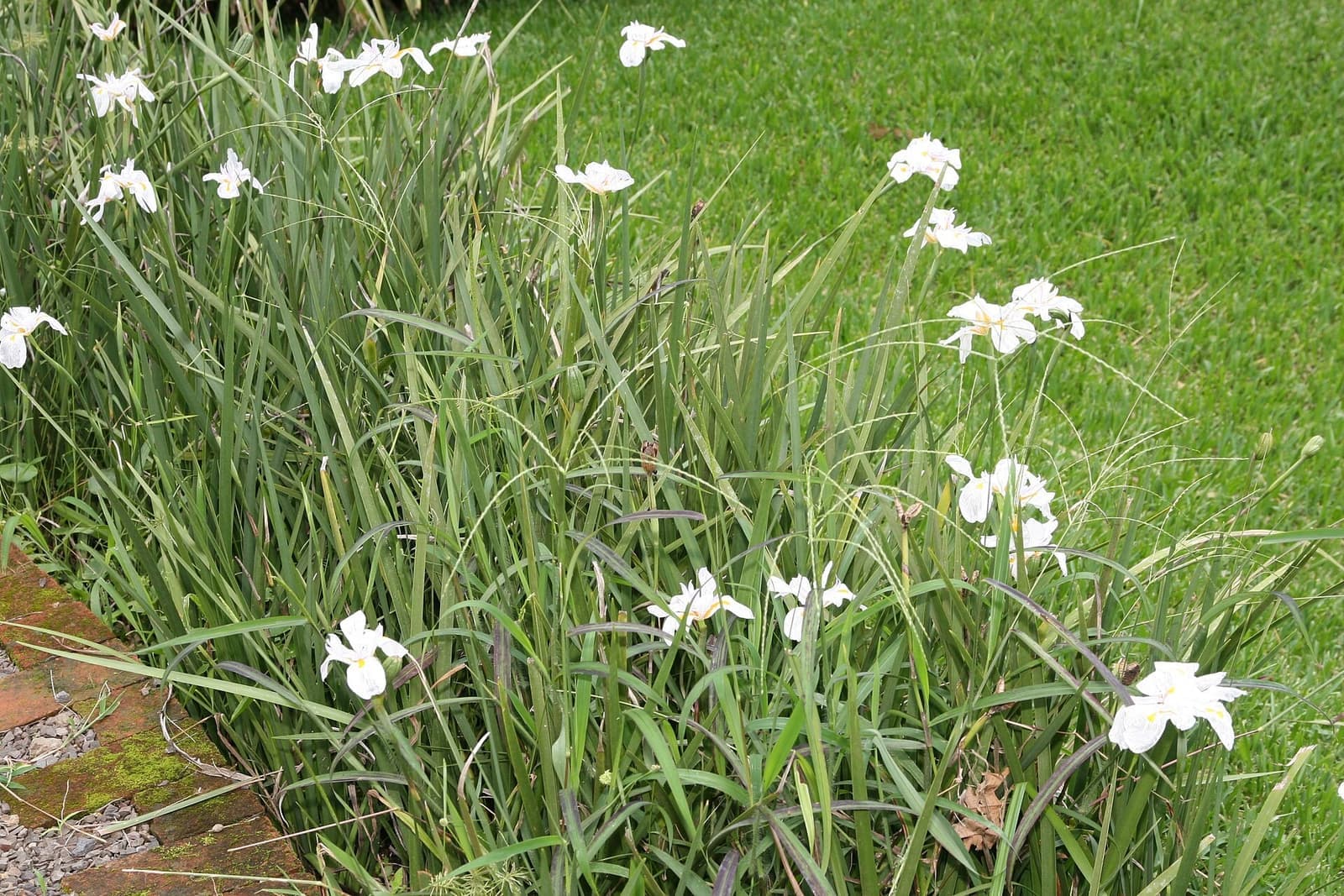 Touceira de moreia com folhas longas e estreitas e flores brancas em bordadura ao lado do gramado