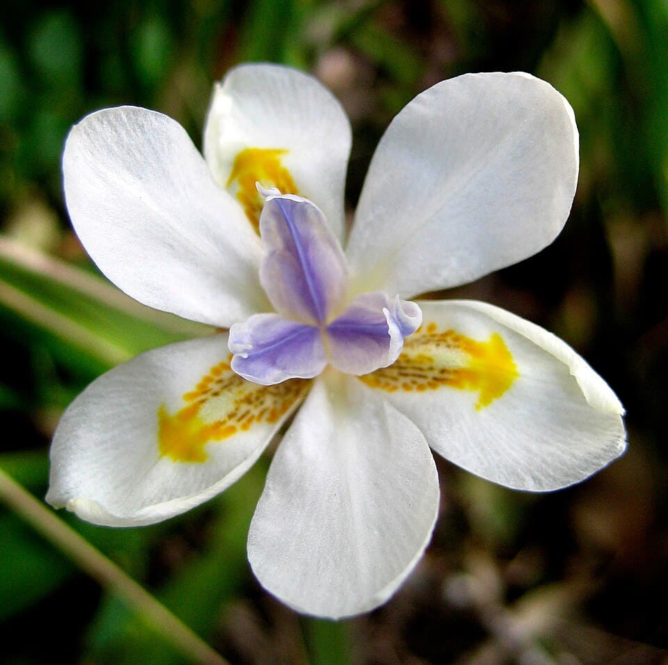 Moreia (Dietes iridioides)