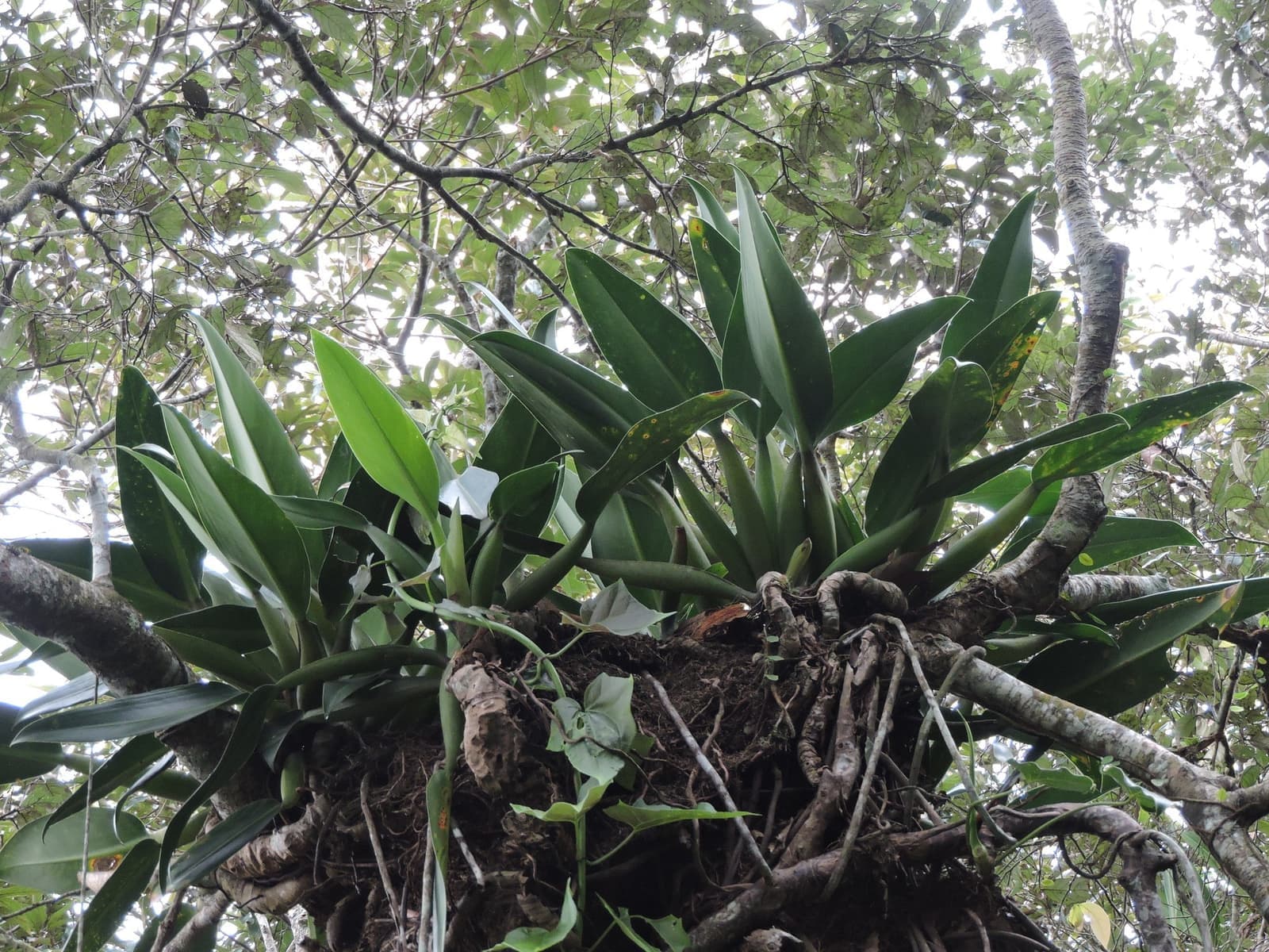 Pacová em roseta, com folhas verdes brilhantes e pecíolos grossos, sobre um tronco na mata