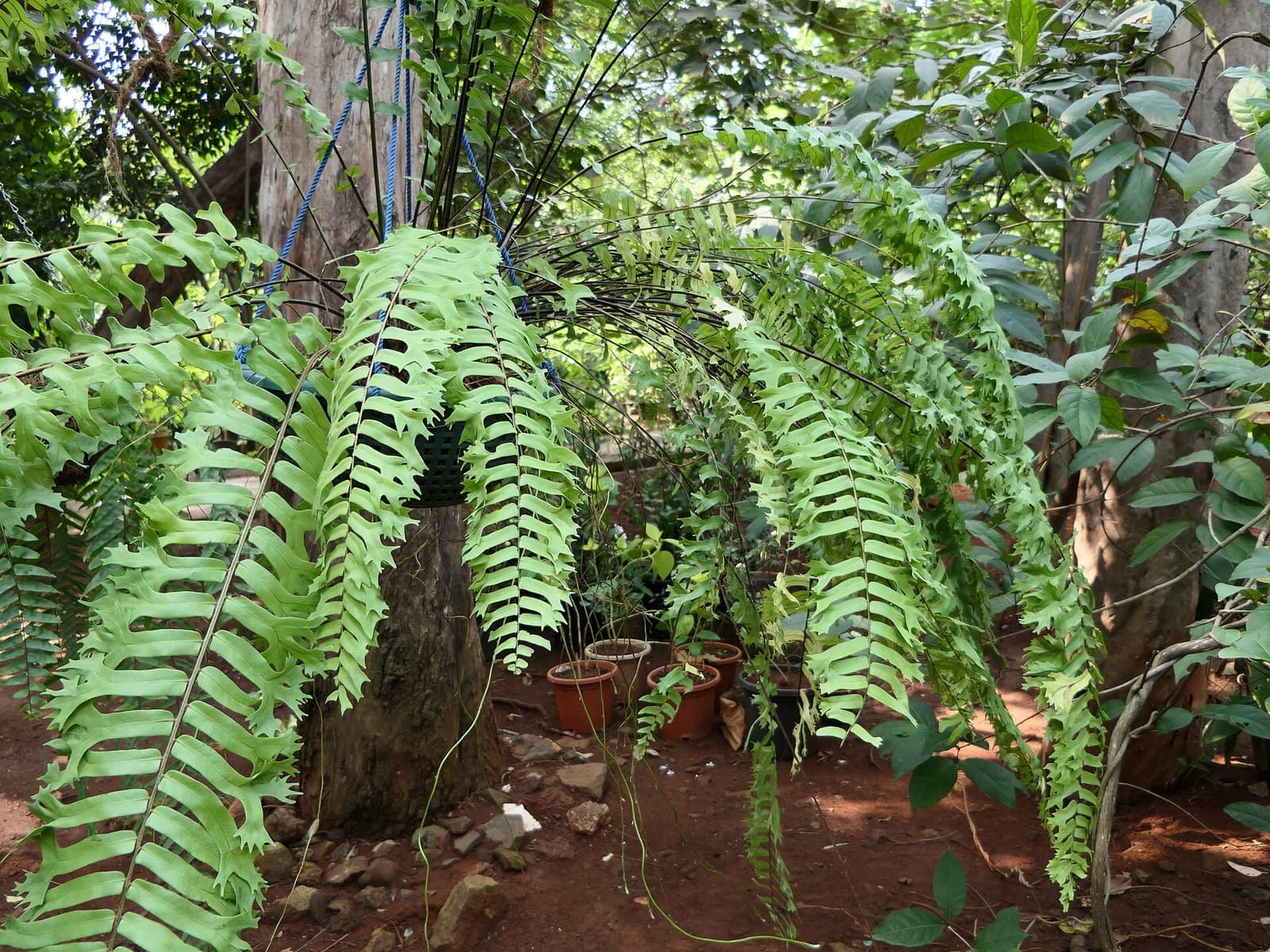 Samambaia-americana em cesto pendurado, com frondes verdes longas caindo em volta, em jardim à sombra de árvores