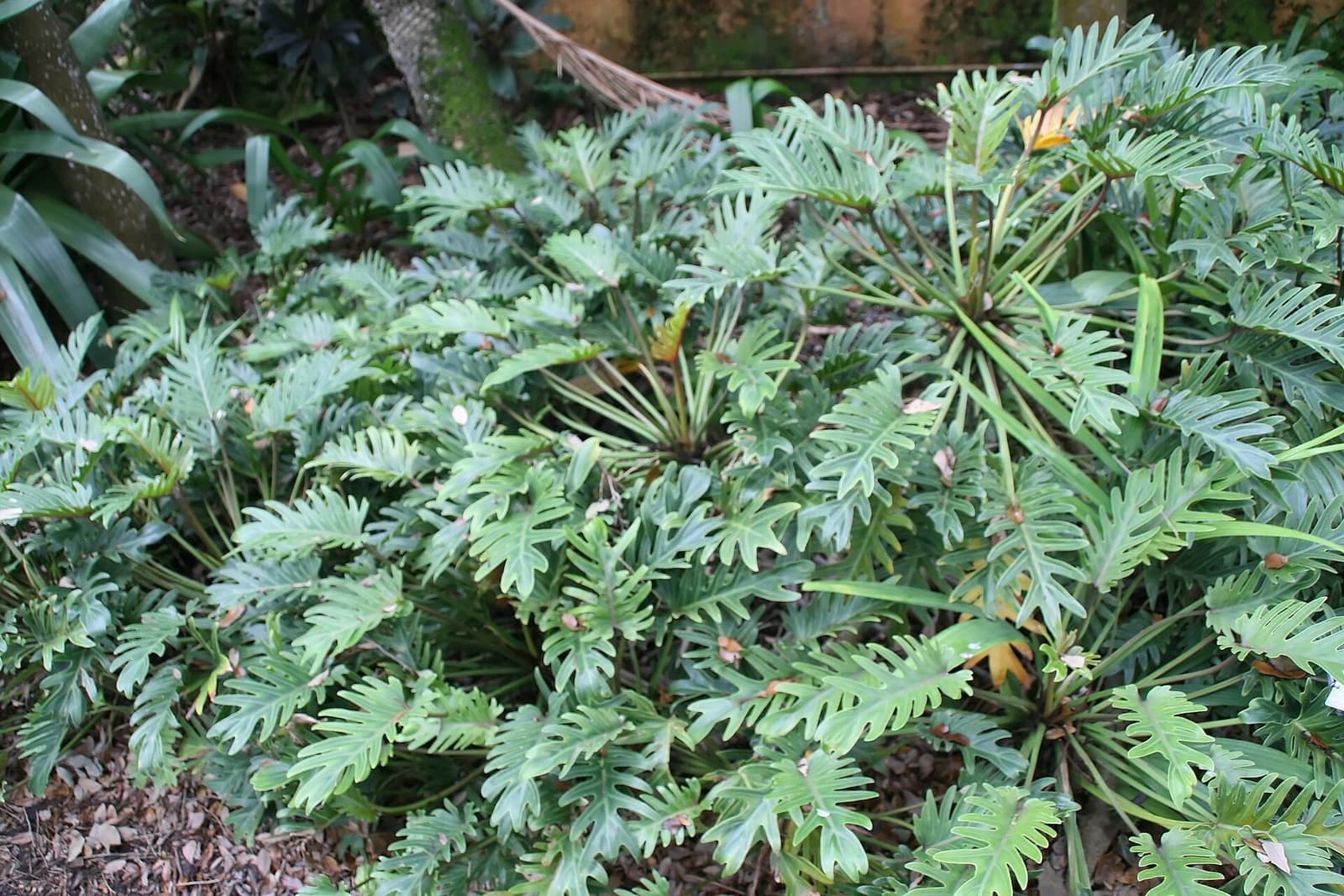 Maciço de xanadu com folhas verdes recortadas formando touceiras densas em canteiro sombreado