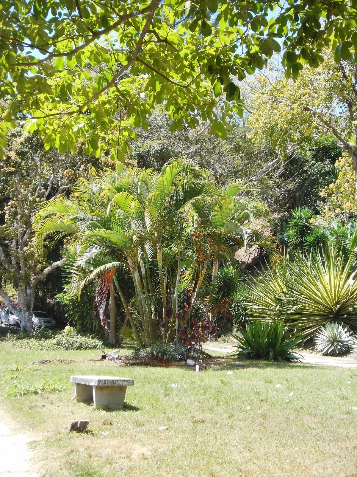 Touceira de palmeira areca-bambu com vários troncos finos em um jardim gramado