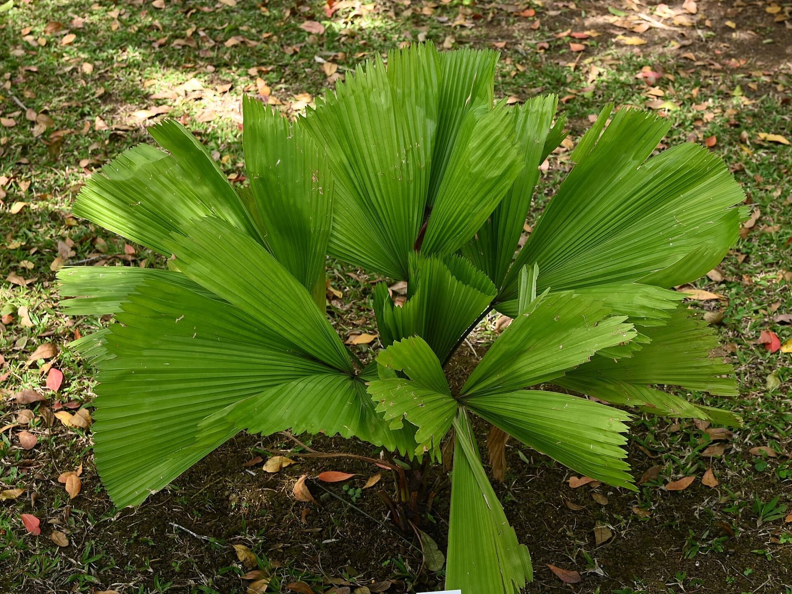 Palmeira licuala com folhas grandes em leque, plissadas e verdes, plantada no jardim