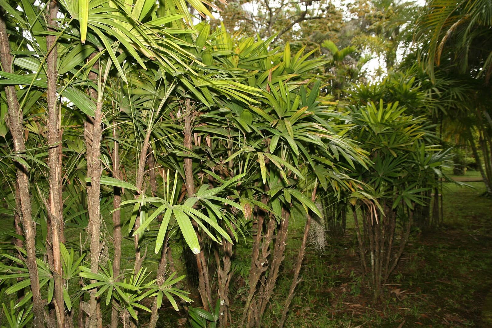 Touceira de palmeira-ráfis com caules finos e folhas em leque em um jardim