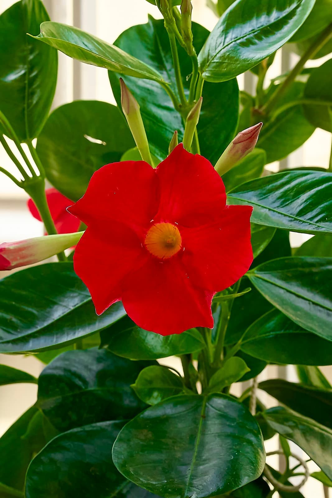 Dipladênia com flor vermelha aberta e botões entre folhas verdes brilhantes