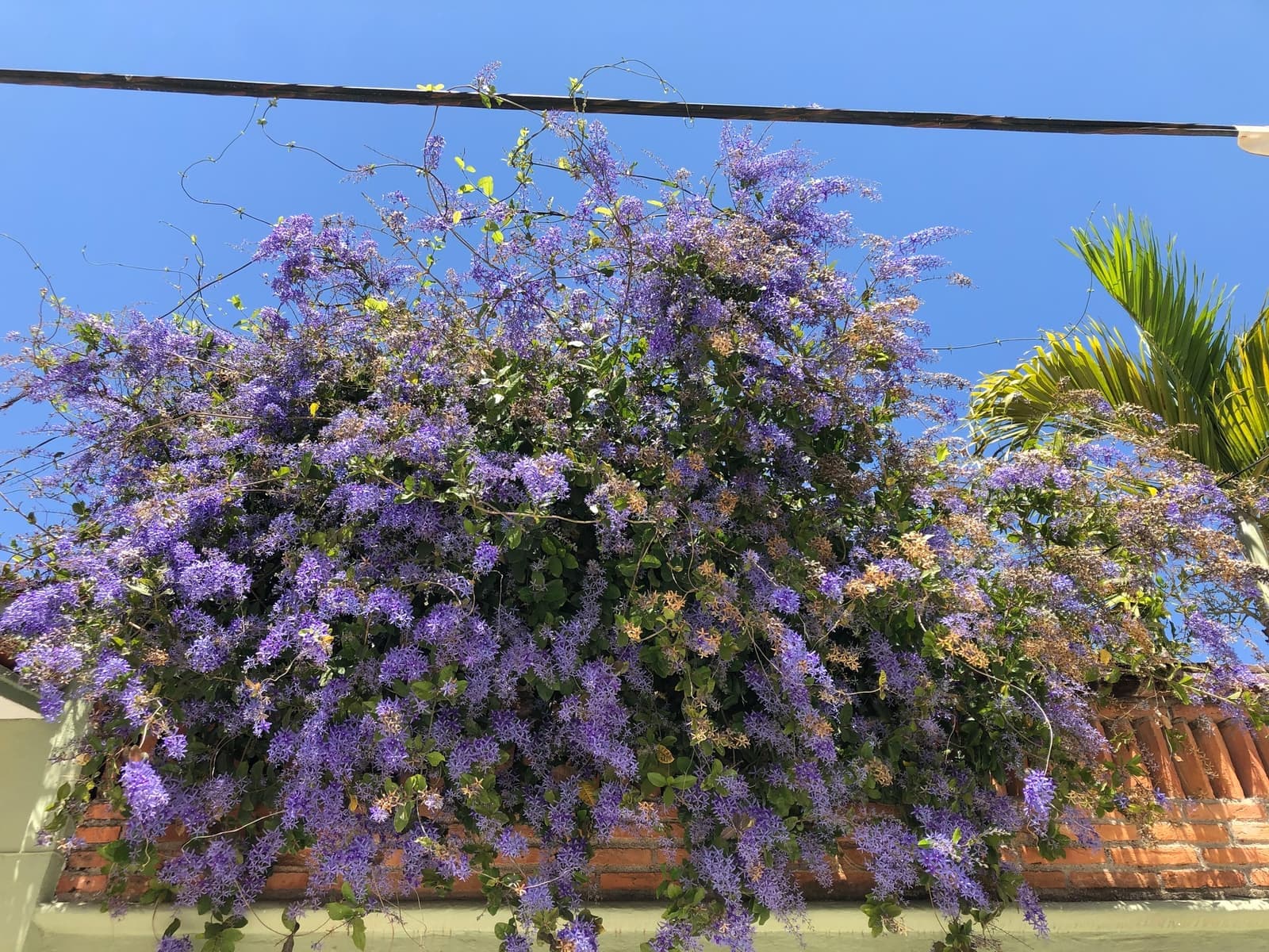 Flor-de-são-miguel florida, com cachos roxos cobrindo o alto de um muro de tijolos