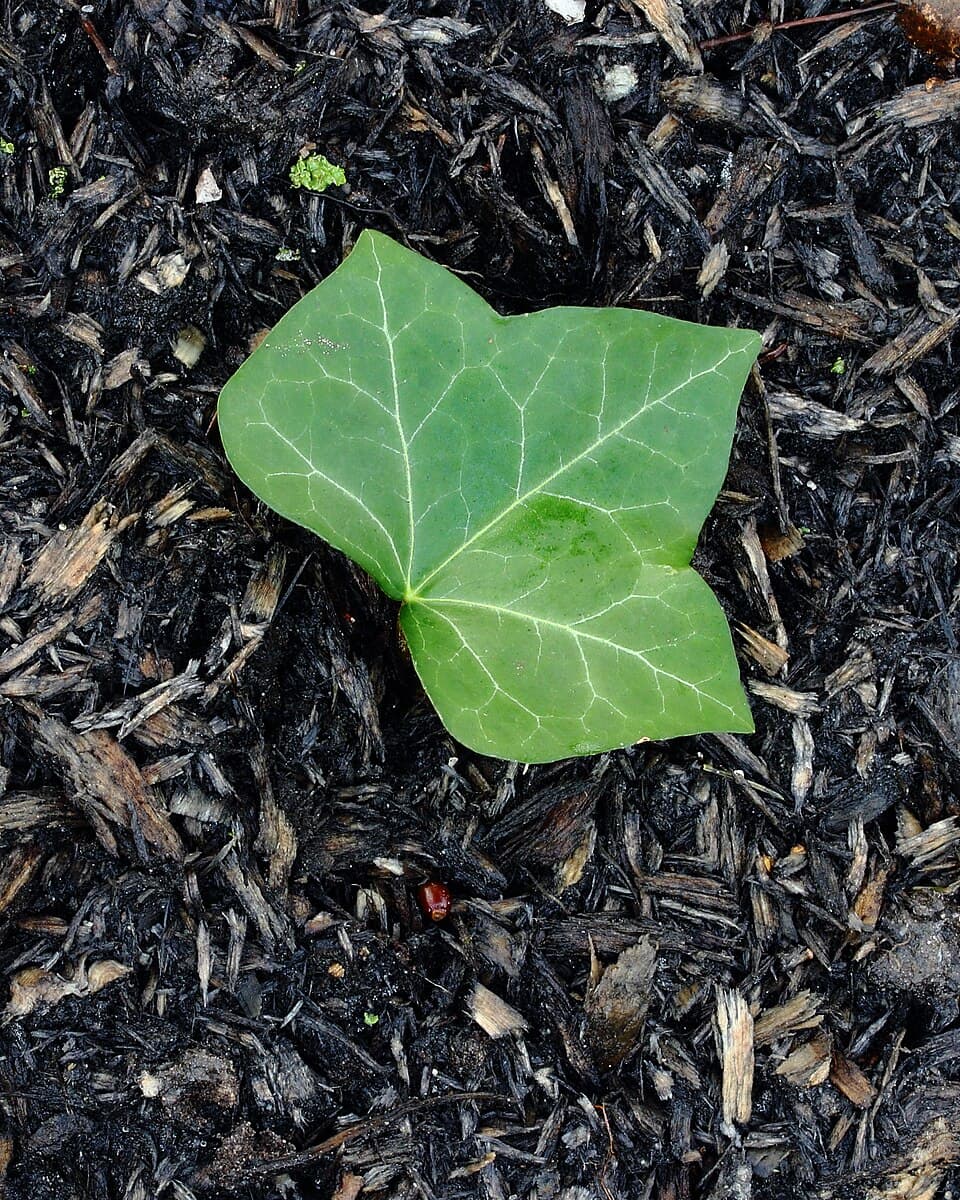 Hera (Hedera helix)