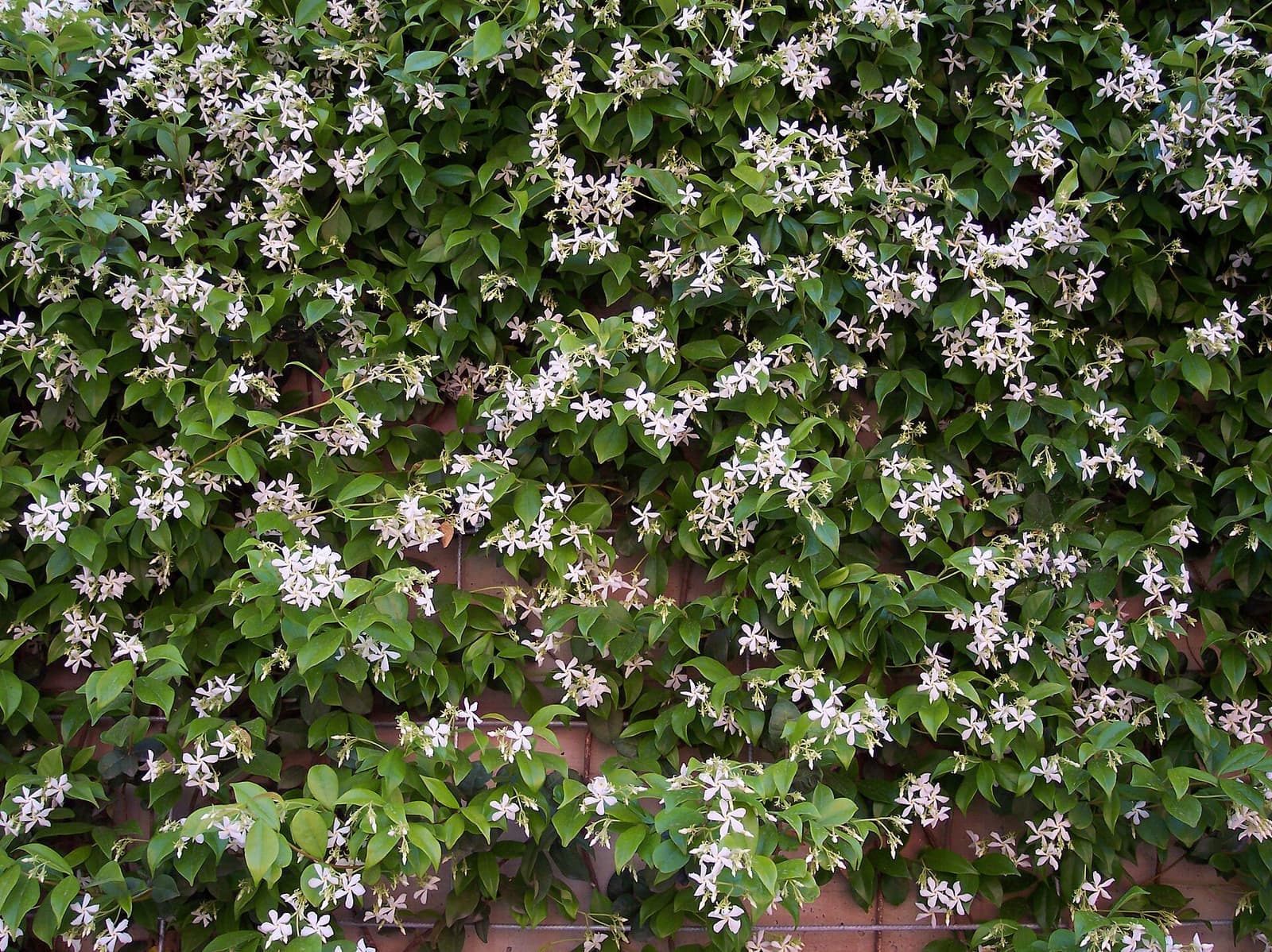 Jasmim-estrela florido cobrindo um muro de tijolos, com muitas flores brancas em estrela
