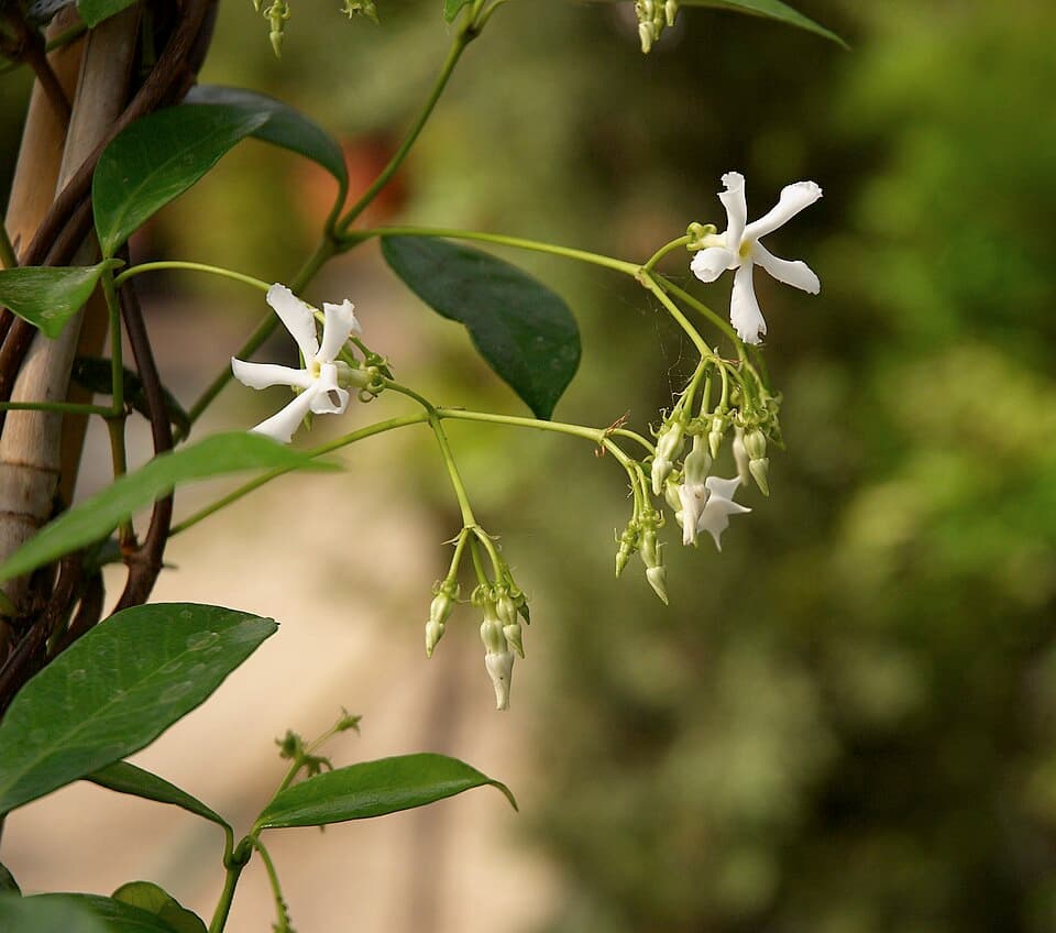 Jasmim-estrela (Trachelospermum jasminoides)