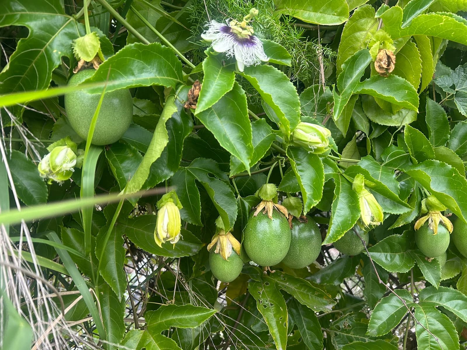 Pé de maracujá em cerca de arame com uma flor branca e roxa aberta, botões e frutos verdes