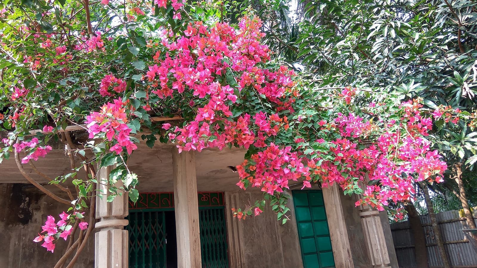 Primavera de brácteas rosa cobrindo a cobertura de uma varanda com pilares
